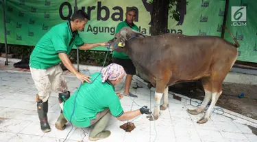 Petugas bersiap menyembelih sapi yang dikurbankan pada Idul Adha 1440 H di halaman Masjid Sunda Kelapa, Jakarta, Minggu (11/8/2019). Setiap tahun, Masjid Sunda Kelapa rutin melakukan penyembelihan hewan kurban yang berasal dari masyarakat. (Liputan6.com/Immanuel Antonius)