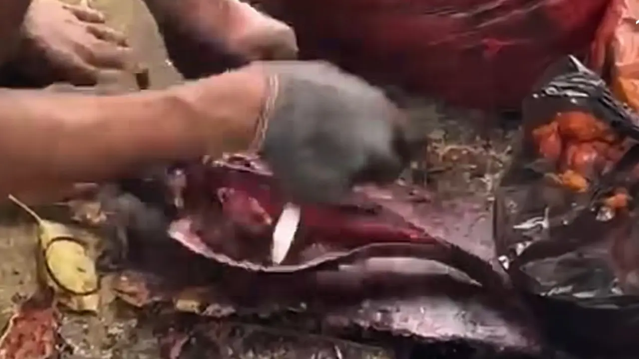 Warga Tengah Menyiangi Ikan Sapu-Sapu di Pinggir Kali