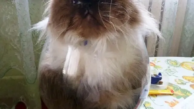 6 Aksi Kucing Masuk ke Dalam Gelas Ini Banyak Tingkah, Ada-Ada Saja