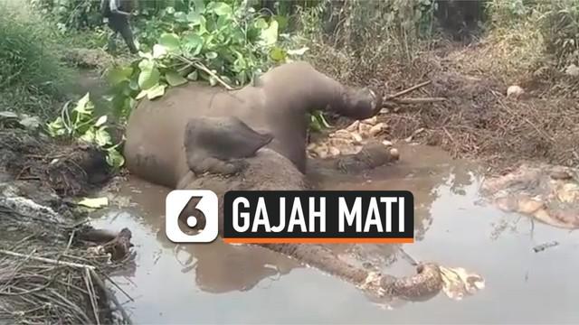 Seekor gajah Sumatera berkaki buntung ditemukan mati di Kecamatan Pinggir, Kabupaten Bengkalis, Riau, Senin ( 071019). Gajah tersebut diketahui bernama Dita, kaki kiri depannya buntung terkena jerat. Belum diketahui penyebab kematiannya.