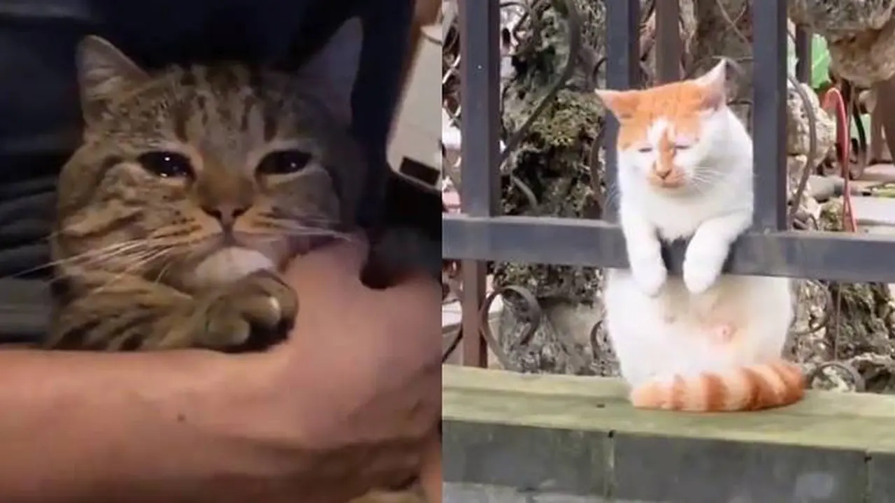 10 Potret Kucing Pasang Muka Melas Ini Bikin Kasihan