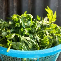 ilustrasi daun kenikir/Anisa Kusuma/Shutterstock