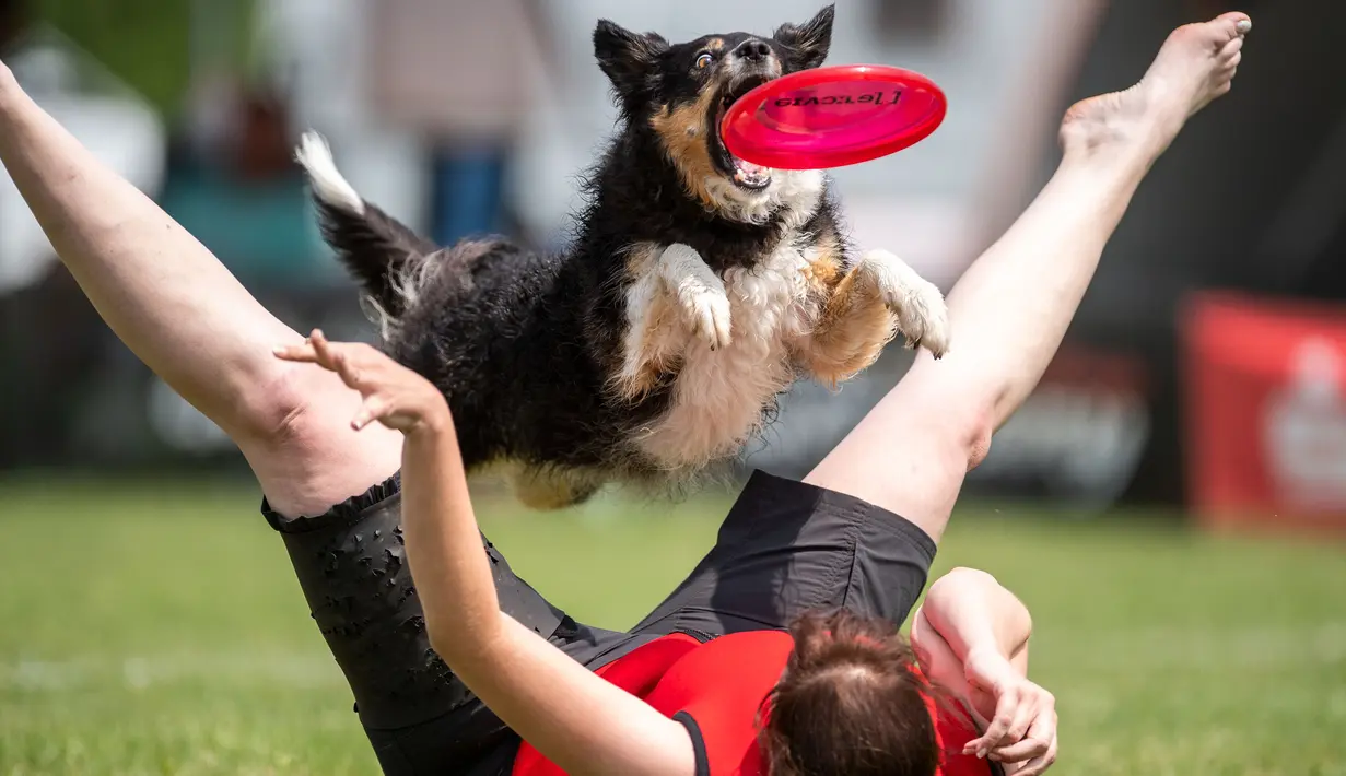 Seekor anjing melompat di antara dua kaki pemiliknya saat mengikuti mengikuti kompetisi freestyle di turnamen frisbee anjing di Erfstadt, Jerman (3/6). (Marius Becker / dpa via AP)