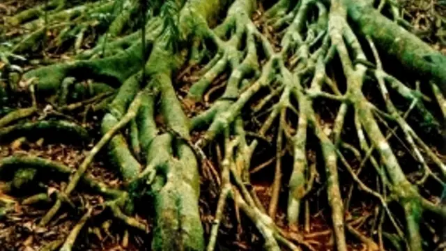 [Bintang] Fakta Mistis Nusakambangan