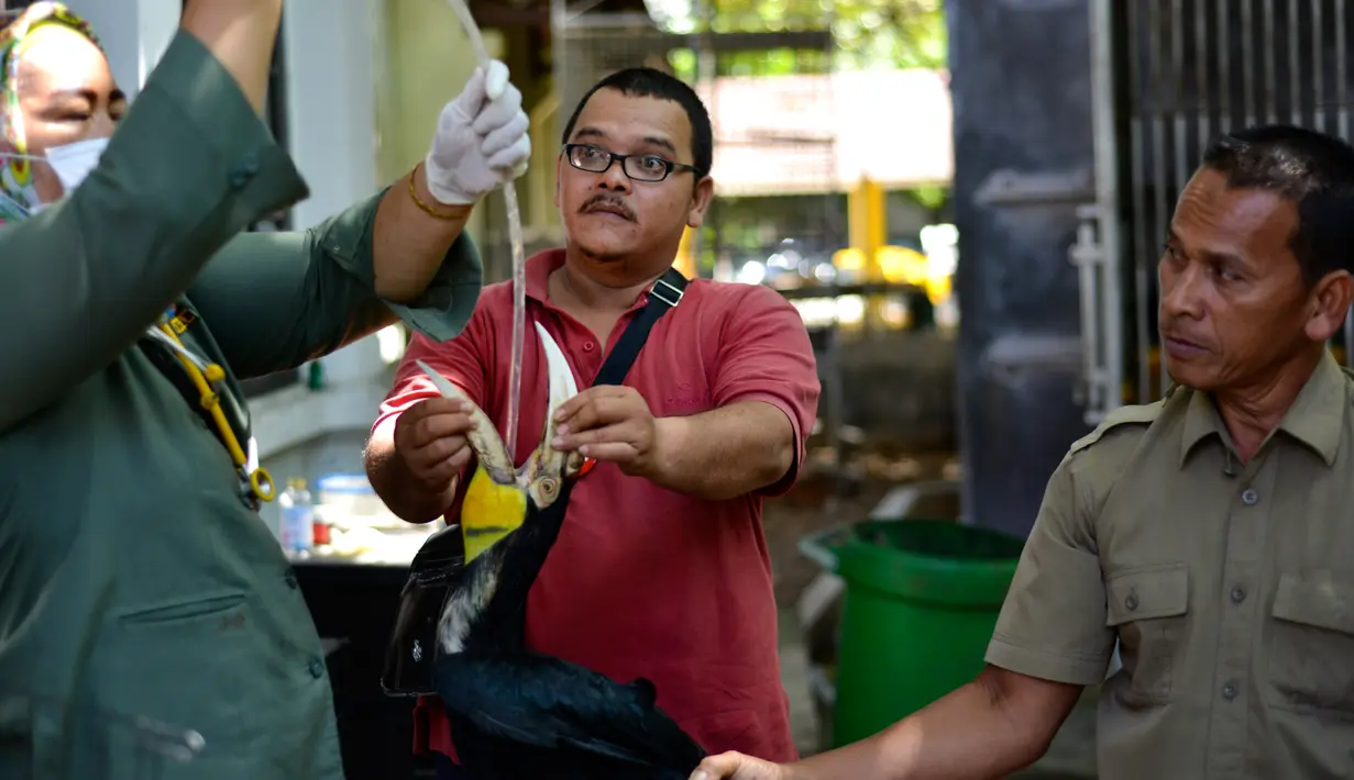 Dokter hewan dan petugas Balai Konservasi Sumber Daya Alam (BKSDA) Aceh merawat burung rangkong julang emas di Banda Aceh, Selasa (5/11/2019). BKSDA Aceh merawat satwa langka dan dilindungi hasil sitaan dan serahan warga untuk direhabilitasi dan dilepasliarkan ke habitatnya. (CHAIDEER MAHYUDDIN/AFP)