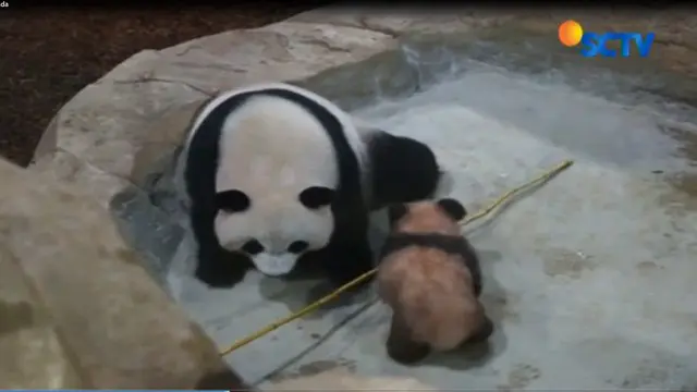 Ratusan Warga di Prancis Rela Antre Demi Bayi Panda Raksasa