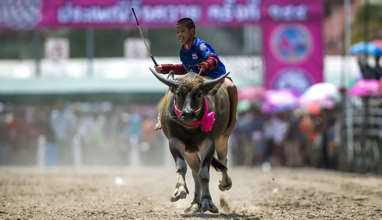 Seorang joki sedang berlomba dalam festival balap kerbau Chonburi, di Provinsi Chonburi, Thailand, (26/10/2015). (Reuters/Athit Perawongmetha)