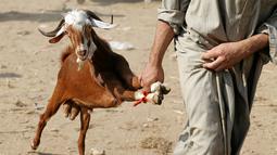 Seorang warga membawa kambing di pasar ternak untuk hewan kurban menjelang perayaan Idul Adha di Desa Al Manashi di Giza, Kairo, Mesir, Rabu (7/9). (REUTERS/Mohamed Abd El Ghany)