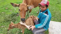 Anak sapi berkaki delapan yang lahir di laboratorium Fakultas Peternakan dan Pertanian UIN Sultan Syarif Kasim Pekanbaru. (Liputan6.com/M Syukur)