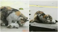 Kisah Haru Induk Kucing Berusaha Hidupkan Anak-anaknya
