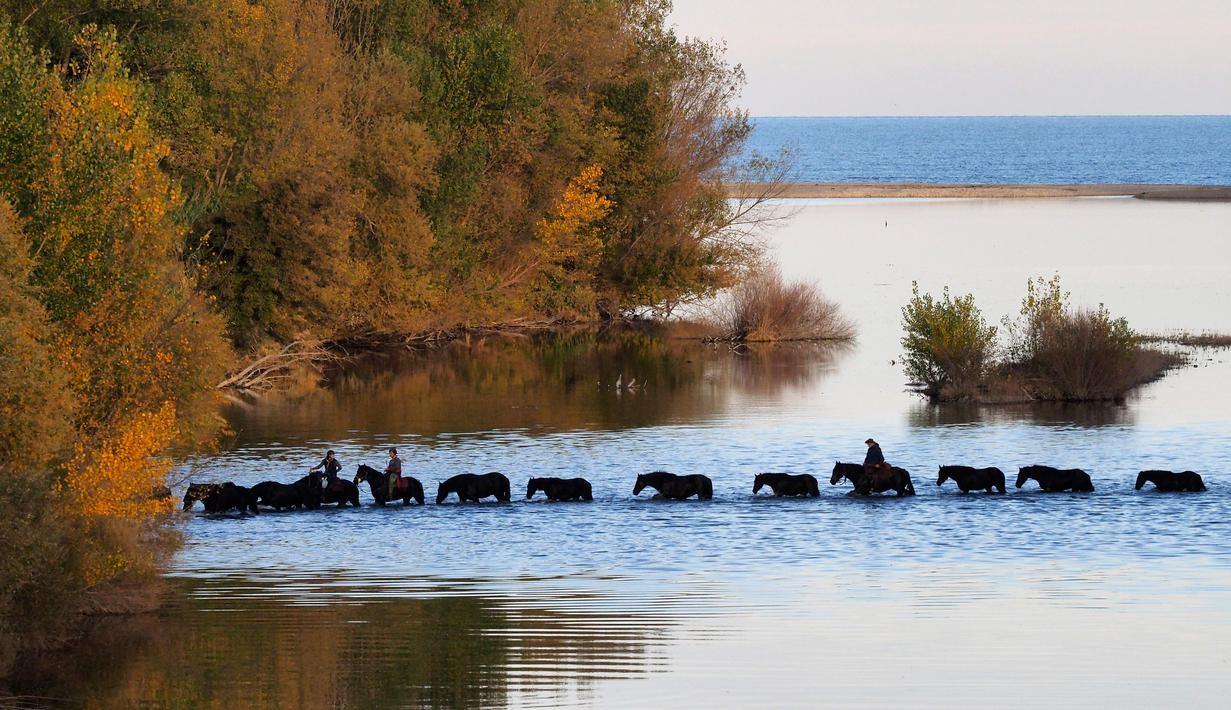 Peternak Nathalie Komaroff naik antara 40 kuda Merens yang menempuh delapan hari perjalanan dari Porte-Puymorens ke Argeles-sur-Mer (16/11/ 2016). (AFP PHOTO/RAYMOND Roig)