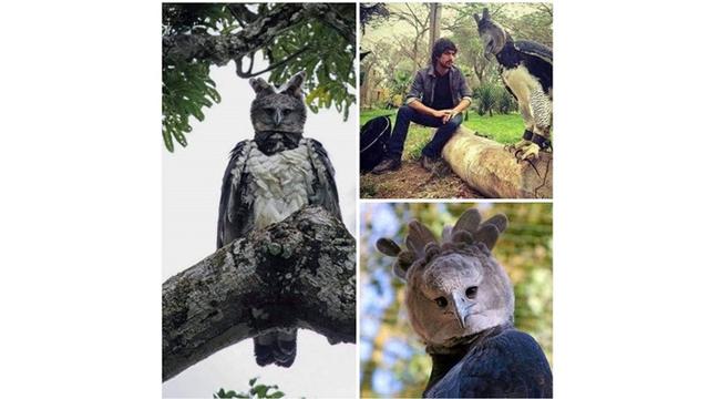 Elang Harpy, Burung Elang Terbesar dan Terkuat di Dunia yang Melegenda
