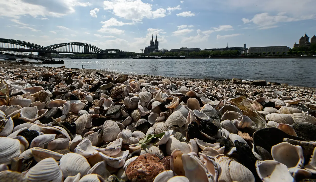 Kerang menumpuk di tepian sungai mengering akibat kemarau panjang di sungai Rhine yang paling penting di Jerman, di Cologne pada 27 April 2020. April tahun ini adalah salah satu bulan terkering dan berimbas kepada petani dan industri. (AP/Martin Meissner)