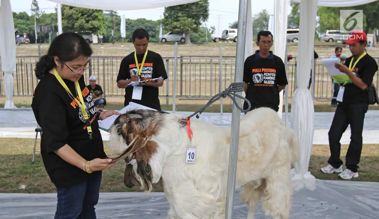 Juri saat menilai kontes ternak kambing kaligesing dalam acara Jambore Peternakan Nasional 2017 di Buperta Cibubur, Jakarta, Sabtu (23/9). Kontes ternak kambing kaligesing memperebutkan piala Presiden. (Liputan6.com/Herman Zakharia)