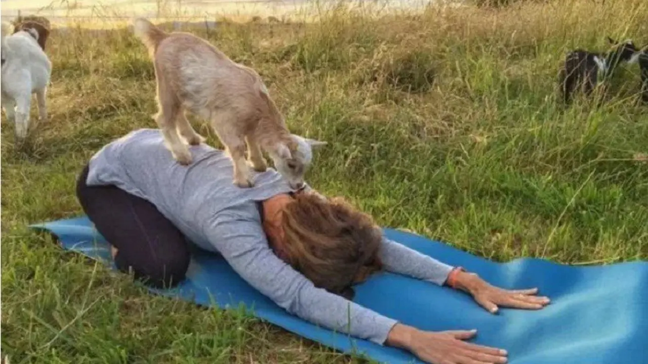 Yoga bersama kambing