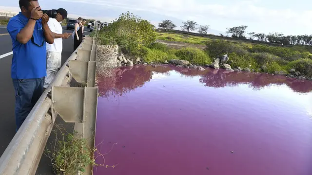 Danau Di Hawaii Berubah Jadi Pink