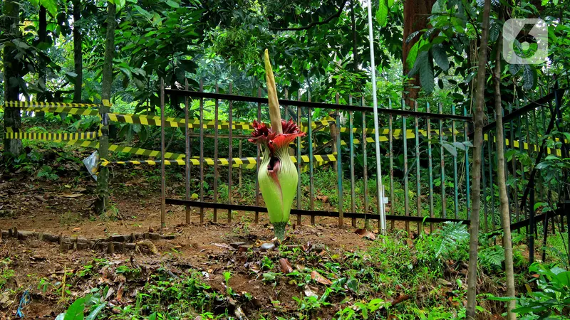 Bunga Bangkai Jadi Daya Tarik Wisatawan Kebun Raya Bogor