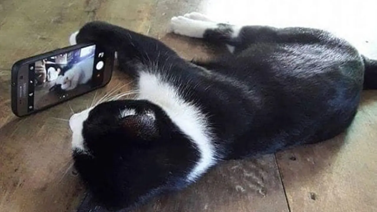 7 Tingkah Konyol Kucing Main dengan Benda Sekitar, Bikin Gemas