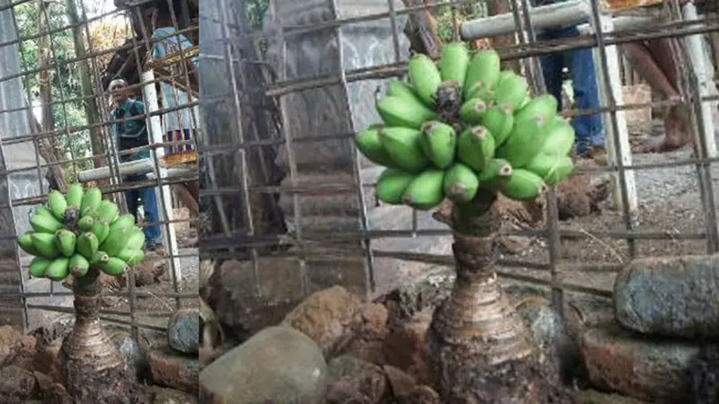 Ajaib, Pisang Tak Berdaun Langsung Berbuah di Ponorogo