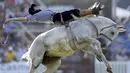 Seorang gaucho berusaha bertahan saat menunggangi kuda liar dalam perayaan Pekan Creole di Montevideo, Uruguay, (23/3). Para gauchos atau semacam koboi dari Uruguay, Argentina dan Brasil bersaing dalam kompetisi tersebut. (REUTERS/Andres Stapff)