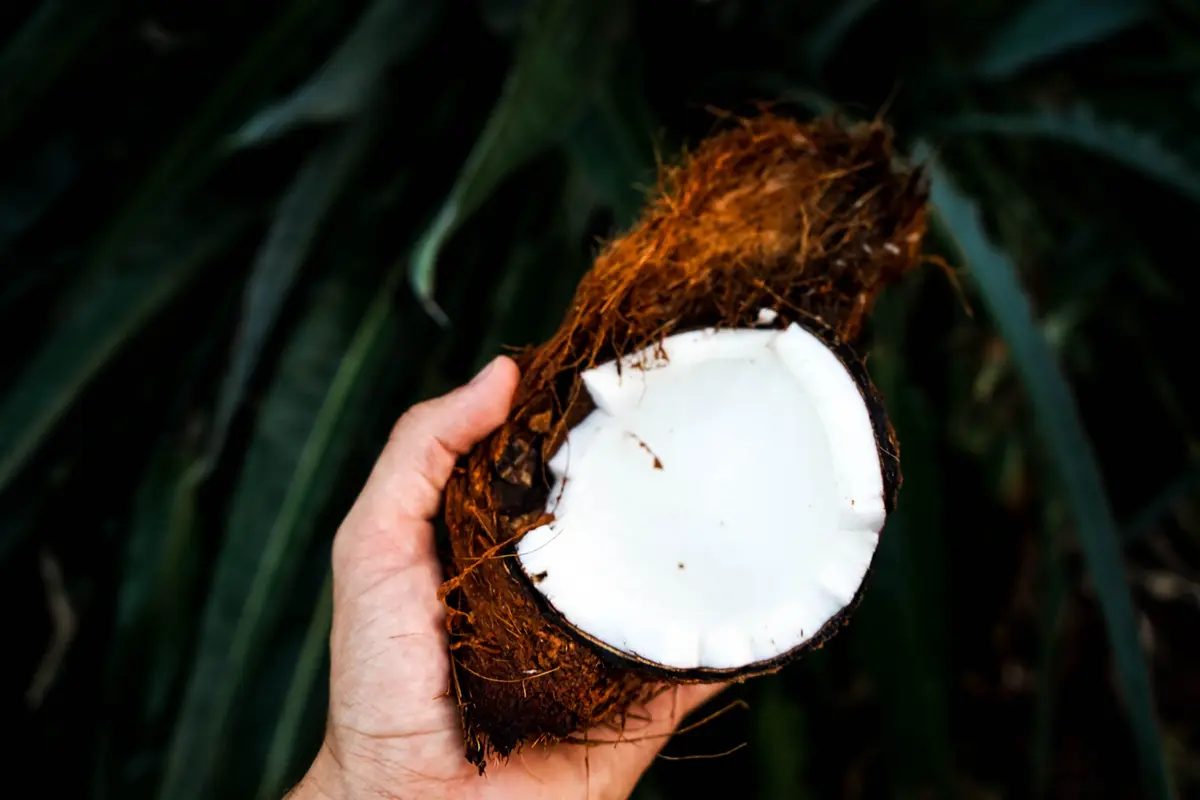 Coconut/dok. Jonas