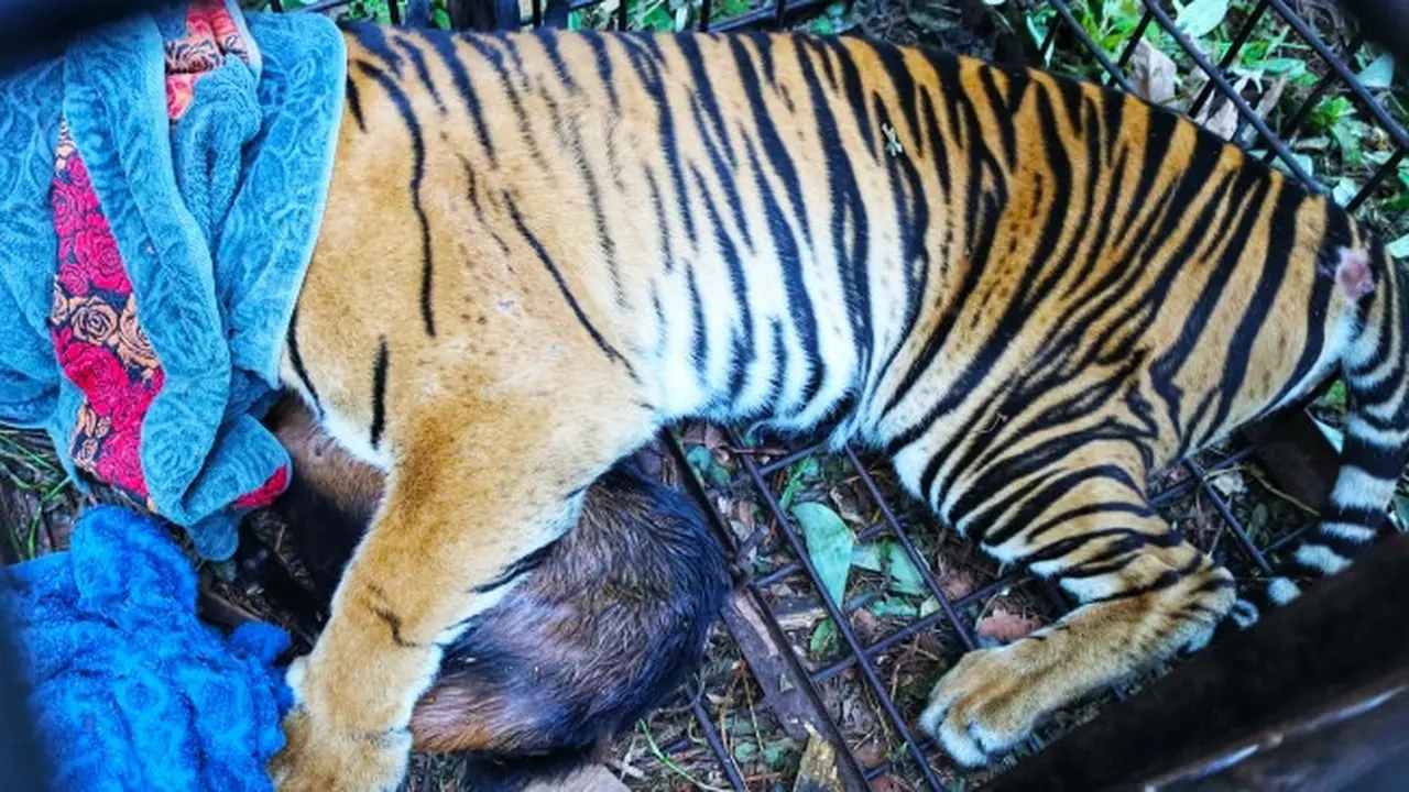 Harimau sumatra di Desa Teluk Lanus, Kabupaten Siak, masuk kandang jebak setelah dipasang umpan kambing.