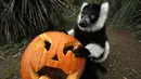 Tingkah Lemur Ruffed saat diberi labu di perayaan Halloween di Kebun Binatang Zoom Torino, Turin, Italia, Jumat (28/10). Tingkah unik diperlihatkan sejumlah hewan saat diberikan labu kepada mereka. (AFP PHOTO/Marco Bertorello)