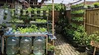 6 Inspirasi Urban Farming dengan Kombinasi Galon Ikan dan Sayuran Gantung, Bikin Panen Ganda