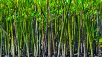 Peringatan Hari Mangrove Sedunia, Simak Beragam Manfaatnya untuk Lingkungan