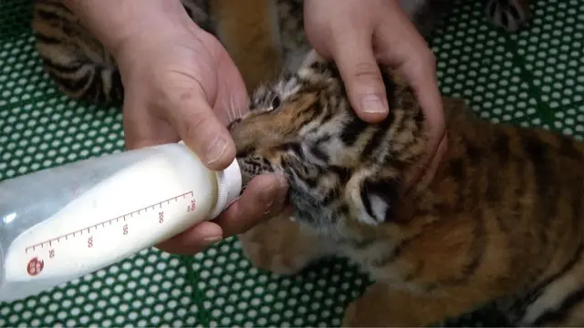 Sebanyak 57 bayi Harimau Siberian lahir di pusat pembiakan Taman Harimau Siberia Heilongjiang, China Utara.