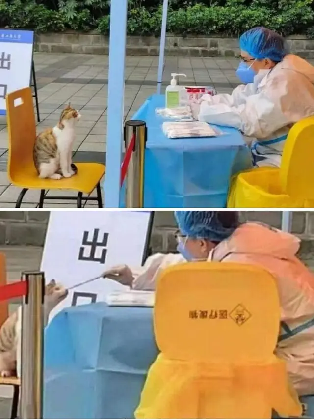 6 Potret Kucing Nyasar ke Fasilitas Umum Manusia, Nongkrong di Kafe hingga Ambil Uang