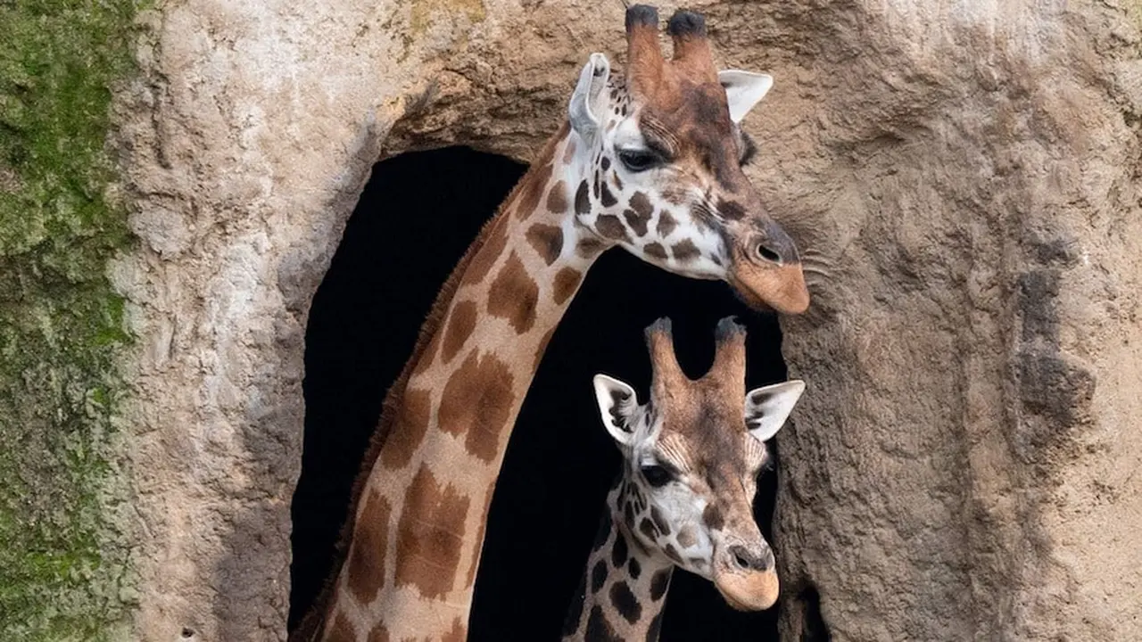 Kontak dengan binatang seperti jerapah di kebun binatang di Melbourne akan dibatasi demi mencegah penyakit mulut dan kuku (PMK) yang tengah mewabah di Indonesia.(Supplied: Zoos Victoria)
