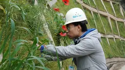 Seorang pekerja sedang memeriksa pertumbuhan vegetasi untuk gelaran Olimpiade Musim Dingin Beijing 2022 di Distrik Yanqing, Beijing, ibu kota China (28/9/2020). (Xinhua/Zhang Chenlin)
