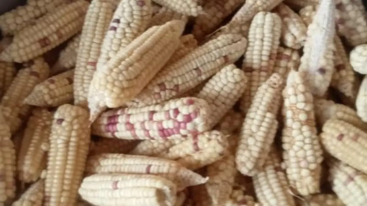 Cara Membuat Jagung Tumbuk Tradisional (Silvia Subitmele/Liputan6)