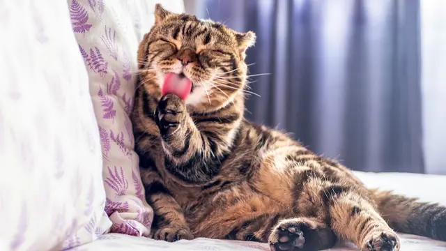 Scottish Fold