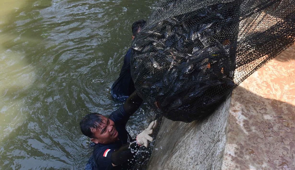 Kegiatan ini menghasilkan tangkapan lebih dari tiga ton ikan sapu-sapu dengan melibatkan sejumlah personel di lapangan. Tampak dalam foto, Petugas Penanganan Prasarana dan Sarana Umum (PPSU) mengangkat jaring berisi ikan sapu-sapu di kawasan Setu Babakan, Jakarta Selatan, Jumat (17/4/2026). (merdeka.com/Arie Basuki)