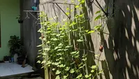 9 Ide Kebun Ubi Rambat dari Kawat Bekas Jemuran, Hemat Lahan dan Ramah Lingkungan