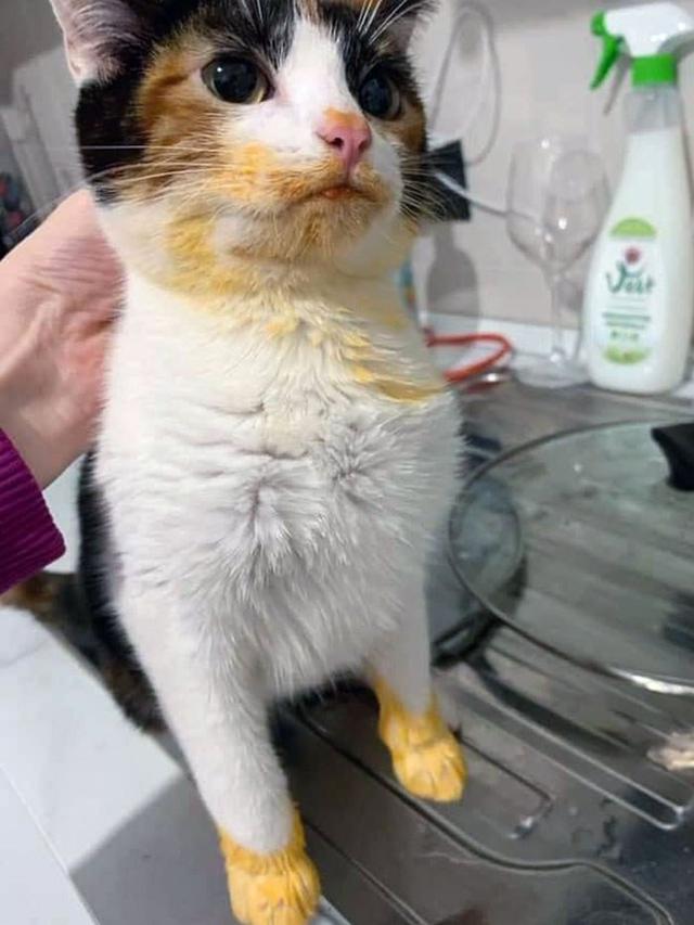 10 Potret Hewan Peliharaan saat Ketahuan Mencuri Makanan Ini Bikin Gemas