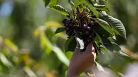 Buah ceri terlihat di sebuah kebun buah di Young, Negara Bagian New South Wales, Australia, 12 Desember 2020. Kota Young setiap tahunnya menghasilkan salah satu ceri berkualitas terbaik di dunia. (Xinhua/Bai Xuefei)