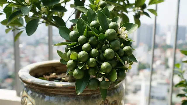 Cara Membuat Pohon Jeruk dalam Pot Cepat Berbuah dan Buahnya Lebih Lebat