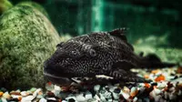 Fakta Ikan Sapu-Sapu: Sulit Mati dan Punya Daya Tahan Hidup Tinggi