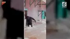 Video bayi gorila menari balet terekam kamera pengujung.