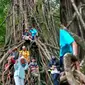 Pohon kiara raksasa berusia 100 tahun di kawasan Taman Nasional Ujung Kulon, Banten. (Liputan6.com/Yandhi Deslatama)