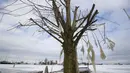 Es terlihat di ranting pohon di marina Monnickendam, Belanda, Selasa (9/2/2021). Dengan perkiraan suhu beku selama lebih dari seminggu, demam es melanda seluruh Belanda dan menciptakan tantangan bagi pihak berwenang untuk mencoba menegakkan aturan social distancing. (AP Photo/Peter Dejong)