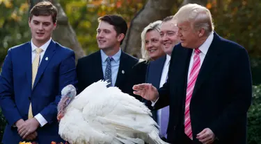 Presiden Donald Trump mengampuni kalkun dalam upacara pengampunan Turki Thanksgiving yang ke 70 tahun sebagai Taman Mawar Gedung Putih di Washington, AS, (21/11). (AP Photo / Evan Vucci)