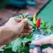 10 Kesalahan Menanam Cabai di Pekarangan yang Membuat Hama Berkembang Biak