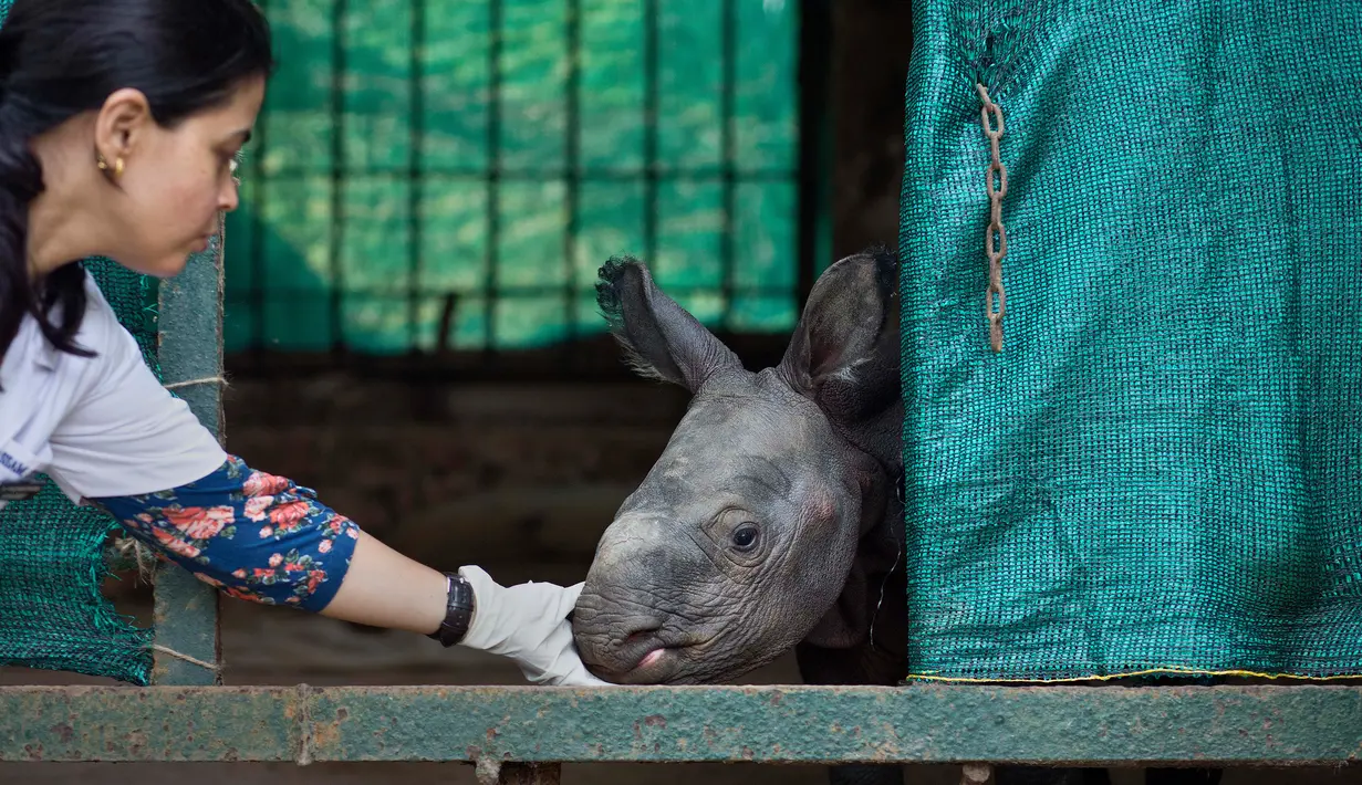 Panchami Sharma membelai bayi badak bertanduk satu di dalam kandang di Taman Zoologi Assam di Gauhati, India (5/6). Bayi badak ini telah ditinggalkan ibunya di tempat perlindungan satwa liar Pobitora. (AP Photo/Anupam Nath)