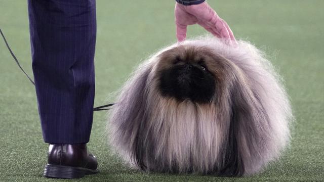 Aksi Menggemaskan Para Anjing di Westminster Kennel Club Dog Show