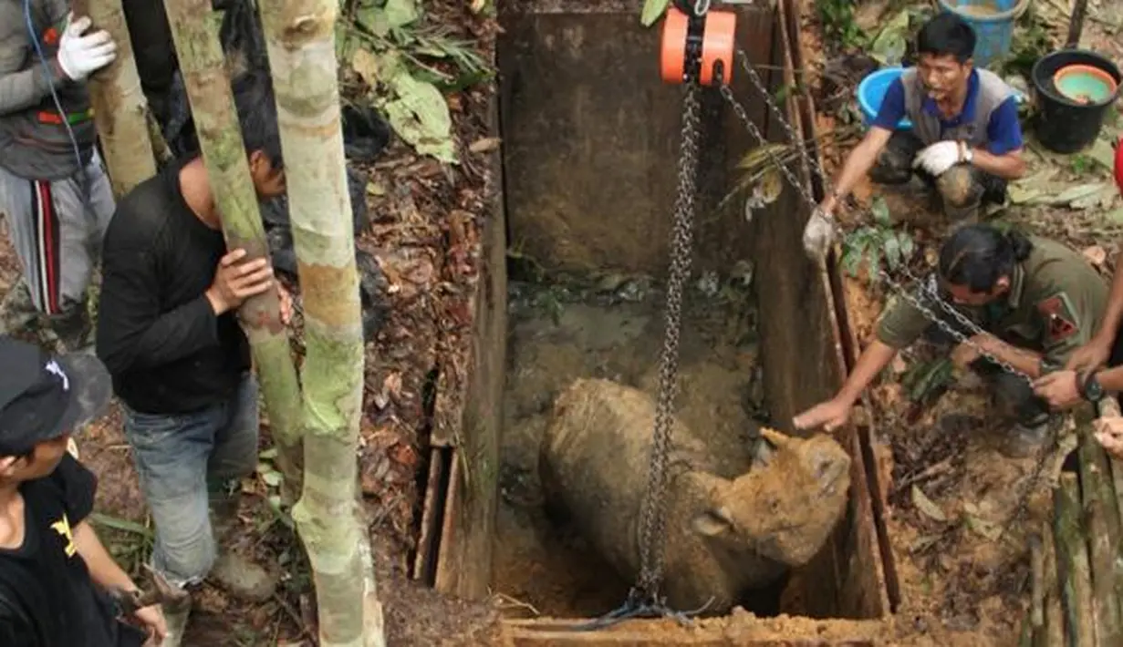 Aktivis terlihat menangani seekor Badak Sumatera langka di tempat perlindungan di Kutai, Rabu (23/3). Penampakan badak yang terlihat di wilayah bagian Kalimantan itu, menandai kemunculan pertamanya sejak 40 tahun menghilang. (Ari Wibowo/WWF-INDONESIA/AFP)