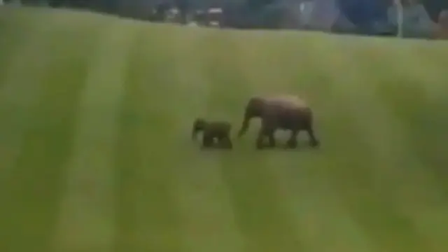 Gajah Seruni dan anaknya ketika melintas di lapangan golf Chevron di Kabupaten Bengkalis.